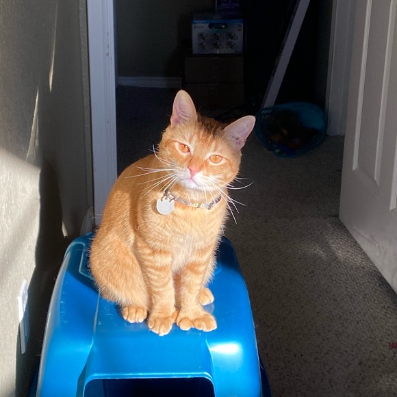 Sometimes you just need a friend to give you a hug. 😺💙 - Picture 4 of 10